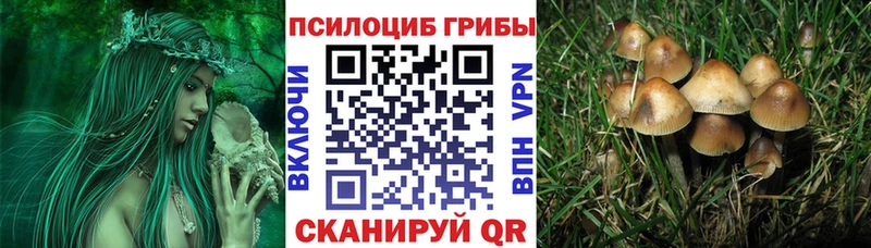 Купить где  Далматово  Галлюциногенные грибы Psilocybine cubensis 